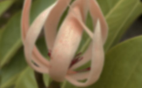 �茑���m���Ķ���100��