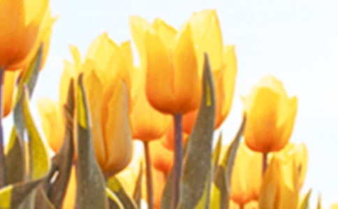 ������չ����