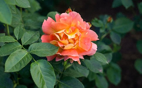 �茑�¼����ĔM�˾�