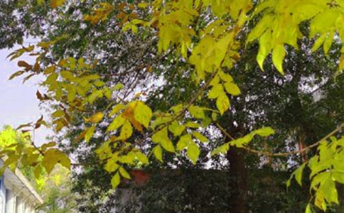 2023���������簲���Ӽ���96�l