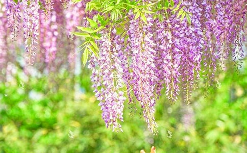 ���ٻ��`�ŵ�Ψ�������İ�190��