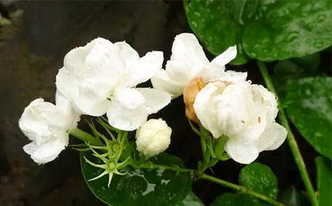 �����׵����򻨡�С�W(xu��)�x��з���