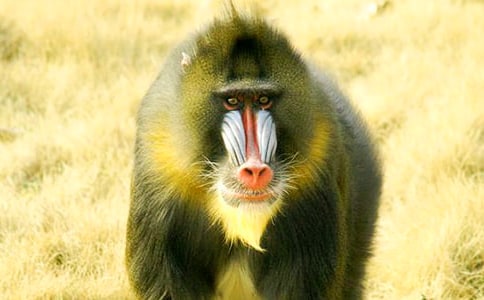 ������ͨ�DƬ���P��