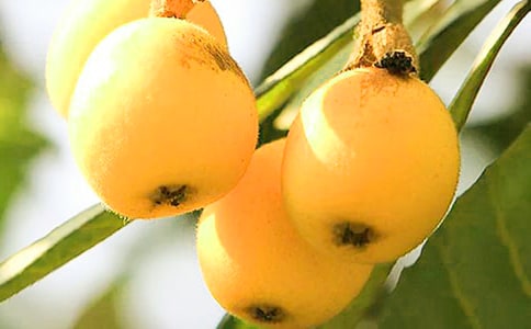 ���˵Ĺ�Ч�c���ü�ʳ�÷���