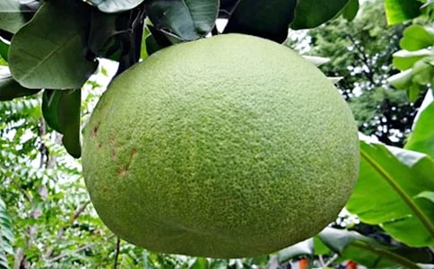 �^����������(�R��4ƪ)