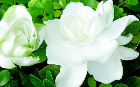 �d�ӻ���ζ��800������