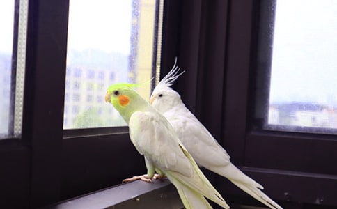 Ԫ���p�������m���W�^��