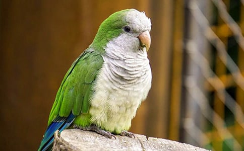 Ԫ�����m���W�^���p��