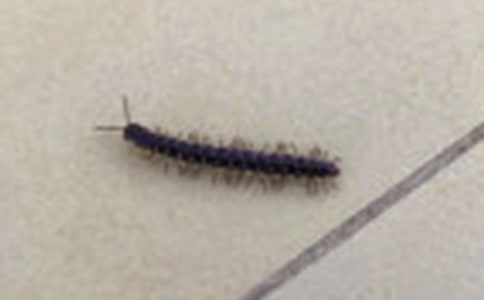 ��������Α�С������ِ���̰�