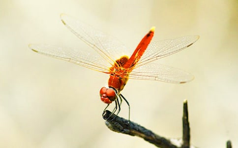 ���Z�����cˮ