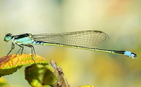 [���A]׽���ѿ��D��(xi��)Ԓ6ƪ