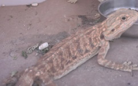 �������c��Ы�ӡ���`�x���