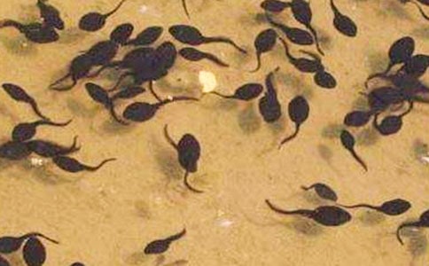 С�������10ƪ