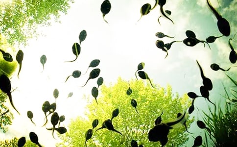 ׽С�������