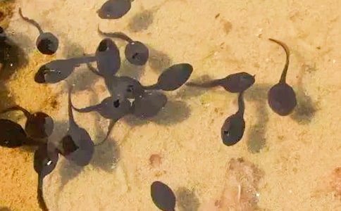 ����Ʒ��С�������