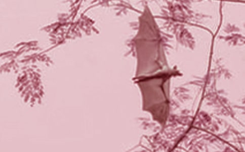 ������(zh��n)����