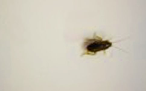 ��������(zh��n)����